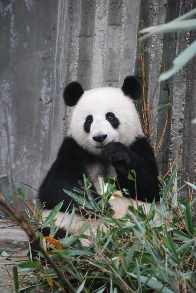 Zoo Negara Panda